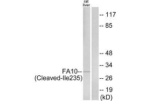 Western blot analysis of extracts from rat liver cells, using FA10 (activated heavy chain, Cleaved-Ile235) antibody. (Coagulation Factor X anticorps  (Cleaved-Ile235))