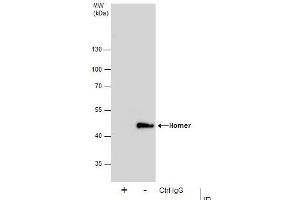 IP Image Immunoprecipitation of Homer protein from IMR32 whole cell extracts using 5 μg of Homer antibody, Western blot analysis was performed using Homer antibody, EasyBlot anti-Rabbit IgG  was used as a secondary reagent.