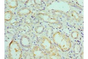 Immunohistochemistry of paraffin-embedded human kidney tissue using ABIN7145331 at dilution of 1:100