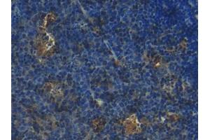 DAB staining on IHC-P; Samples: Mouse Lymph node Tissue (S100 Protein (S100) (AA 2-94) anticorps)