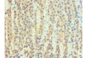 Immunohistochemistry of paraffin-embedded human adrenal gland tissue using ABIN7167679 at dilution of 1:100 (ATP6AP2 anticorps  (AA 251-350))