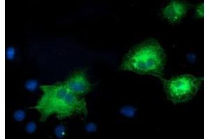 Anti-MAPK7 mouse monoclonal antibody (ABIN2453998) immunofluorescent staining of COS7 cells transiently transfected by pCMV6-ENTRY MAPK7 (RC203506). (MAPK7 anticorps)