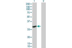 Western Blot analysis of RAB40C expression in transfected 293T cell line by RAB40C MaxPab polyclonal antibody. (RAB40C anticorps  (AA 1-281))