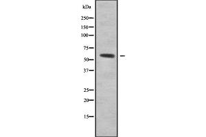 Western blot analysis of RCC2 using HepG2 whole cell lysates (RCC2 anticorps  (C-Term))