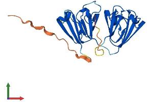 AlphaFold protein structure predicition of Mouse Recombinant Crybb3 Protein, UniprotID Q9JJU9