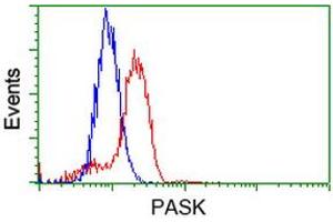 Image no. 1 for anti-PAS Domain Containing Serine/threonine Kinase (PASK) antibody (ABIN1500032) (PASK anticorps)