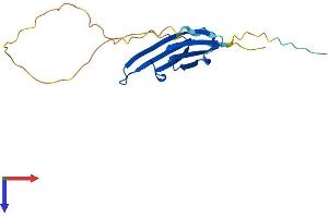 AlphaFold protein structure predicition of Mouse Recombinant Hspb7 Protein, UniprotID P35385