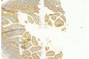 ABIN6257434 and ABIN6273695 at 1/100 staining Rat colon tissue by IHC-P.