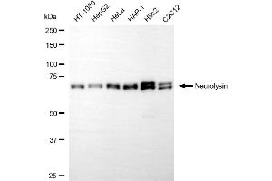 Western blotting analysis using neurolysin antibody (ABIN7799583).