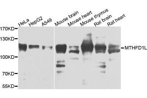 Western blot analysis of extracts of various cells, using MTHFD1L antibody. (MTHFD1L anticorps)