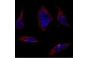 Immunofluorescence analysis of SOX2 Antibody (N-term) (ABIN388797 and ABIN2839124) in HeLa cells. (SOX2 anticorps  (N-Term))