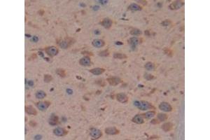 IHC-P analysis of Mouse Tissue, with DAB staining.