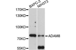 Western blot analysis of extracts of BXPC-3 and NIH3T3 cells, using ADAM8 antibody. (ADAM8 anticorps)