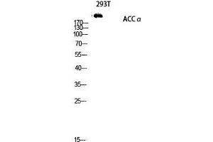 Western Blot (WB) analysis of 293T lysis using ACCalpha antibody. (Acetyl-CoA Carboxylase alpha anticorps  (Ser122))