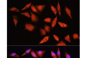 Immunofluorescence analysis of L929 cells using HSPA2 Polyclonal Antibody at dilution of 1:100. (HSPA2 anticorps)