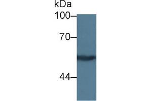 Western Blot; Sample: Human MCF7 cell lysate; Primary Ab: 5µg/ml Rabbit Anti-Rat KNG1 Antibody Second Ab: 0.