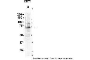 Sample Type: 3. (CDT1 anticorps  (C-Term))
