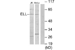 Western blot analysis of extracts from Jurkat cells and HeLa cells, using ELL antibody. (ELL anticorps)