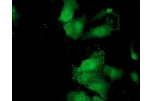 Immunofluorescence (IF) image for anti-MOB Kinase Activator 3B (MOB3B) antibody (ABIN1499539) (MOBKL2B anticorps)