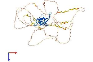 AlphaFold protein structure predicition of Mouse Recombinant Foxd2 Protein, UniprotID O35392