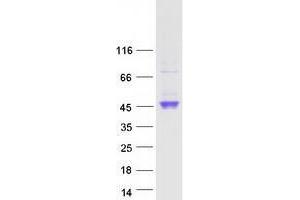 Validation with Western Blot