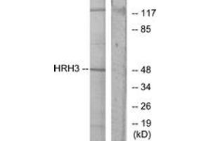 Western blot analysis of extracts from COLO205 cells, using HRH3 Antibody. (HRH3 anticorps  (AA 291-340))
