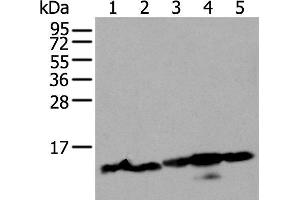 Western blot analysis of 293T and Hela cell lysates using HIST1H3A Polyclonal Antibody at dilution of 1:300 (HIST1H3A anticorps)