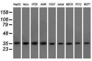 Image no. 7 for anti-Eukaryotic Translation Initiation Factor 2 Subunit 1 (EIF2S1) antibody (ABIN1497972)