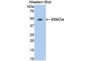 Western Blotting (WB) image for anti-Enolase, Muscle Specific (MSE) (AA 3-434) antibody (ABIN1077984) (MSE anticorps  (AA 3-434))