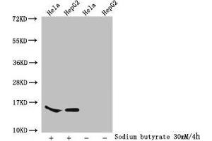 Western Blot Detected samples: Hela whole cell lysate, HepG2 whole cell lysate, Untreated (-) or treated (+) with 30 mM sodium butyrate for 4h All lanes: HIST1H2AG antibody at 1:100 Secondary Goat polyclonal to rabbit IgG at 1/50000 dilution Predicted band size: 15 kDa Observed band size: 15 kDa