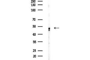 Western blot analysis of lysates from COLO205 cells(heat-shock,45 min treatment), using Phospho-p53 (Ser366) Antibody at 1/1000 dilution.