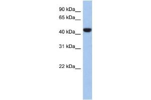 Western Blotting (WB) image for anti-Proline Rich 30 (PRR30) antibody (ABIN2459957) (PRR30 anticorps)