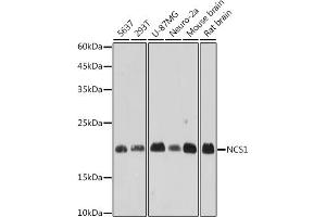 Western blot analysis of extracts of various cell lines, using NCS1 antibody (ABIN7268879) at 1:1000 dilution. (NCS1 anticorps)