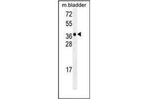 Western blot analysis of HARB1 Antibody (N-term) in mouse bladder tissue lysates (35ug/lane). (HARBI1 anticorps  (N-Term))