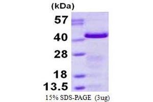 Image no. 1 for Growth Associated Protein 43 (GAP43) protein (His tag) (ABIN6386973) (GAP43 Protein (His tag))