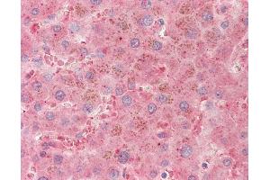 Anti-PLG / Plasmin / Plasminogen antibody IHC staining of human liver. (PLG anticorps)