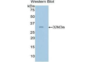 Western Blotting (WB) image for anti-GRB2-Related Adaptor Protein 2 (GRAP2) (AA 20-262) antibody (ABIN1859062)