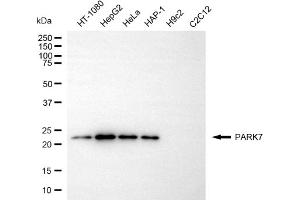 Western blotting analysis using PARK7 antibody (ABIN7799737). (PARK7/DJ1 anticorps)