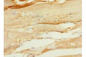 Immunohistochemistry of paraffin-embedded human skeletal muscle tissue using ABIN7167513 at dilution of 1:100 (PTPRO anticorps  (AA 30-300))