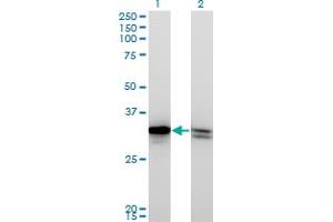 Western Blot analysis of HMGB1 expression in transfected 293T cell line by HMGB1 monoclonal antibody (M03), clone 1B11. (HMGB1 anticorps  (AA 1-215))