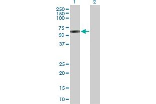 SIL1 antibody  (AA 1-461)
