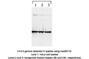 Image no. 1 for anti-14-3-3 gamma (YWHAG1) (N-Term) antibody (ABIN1721844) (14-3-3 gamma anticorps  (N-Term))