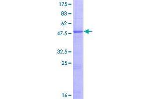 Image no. 1 for G Protein-Coupled Receptor 110 (GPR110) (AA 1-218) protein (GST tag) (ABIN1355568)