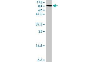 Western Blot detection against Immunogen (125.