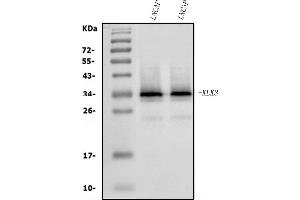 Western blot analysis of Prostate Specific Antigen/KLK3 using anti-Prostate Specific Antigen/KLK3 antibody (ABIN7602214).