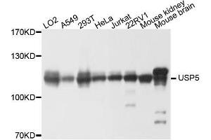 Western blot analysis of extracts of various cell lines, using USP5 antibody.