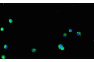 Immunofluorescent analysis of HepG2 cells using ABIN7154242 at dilution of 1:100 and Alexa Fluor 488-congugated AffiniPure Goat Anti-Rabbit IgG(H+L) (GLT8D1 anticorps  (AA 33-332))