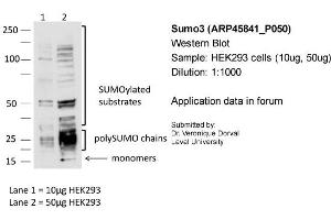 Sample: HEK293 cells (10ug, 50ug)Dilution: 1:1000 (SUMO3 anticorps  (N-Term))