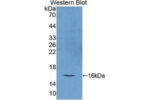 Figure. (REG4 anticorps  (AA 45-151))