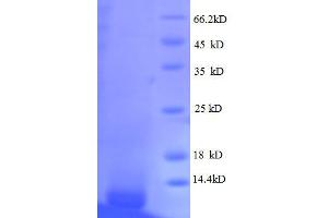 50S Ribosomal Protein L33 (AA 2-54), (partial) protein (His tag)
